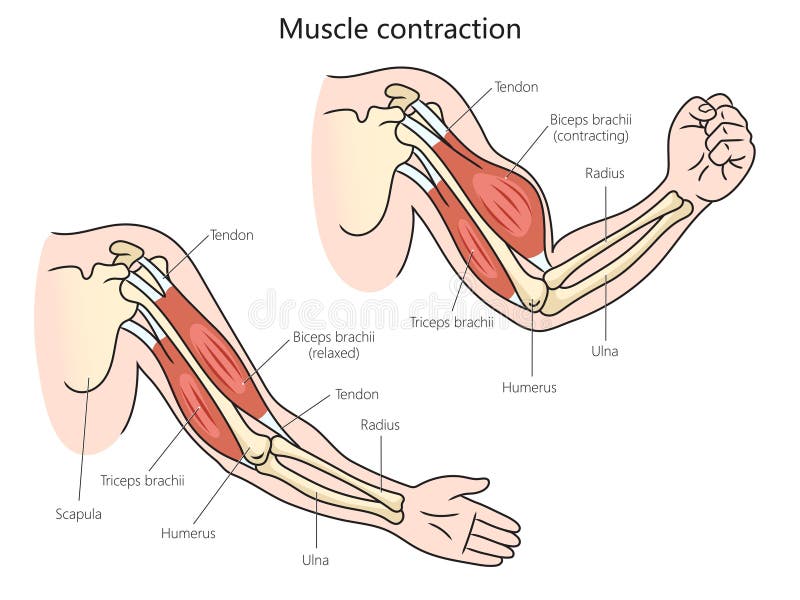 Contracting and relaxing of arms biceps and triceps muscles outline  diagram. Labeled educational scheme with anatomical contracted and relaxed  muscular system structure description vector illustration Stock-vektor