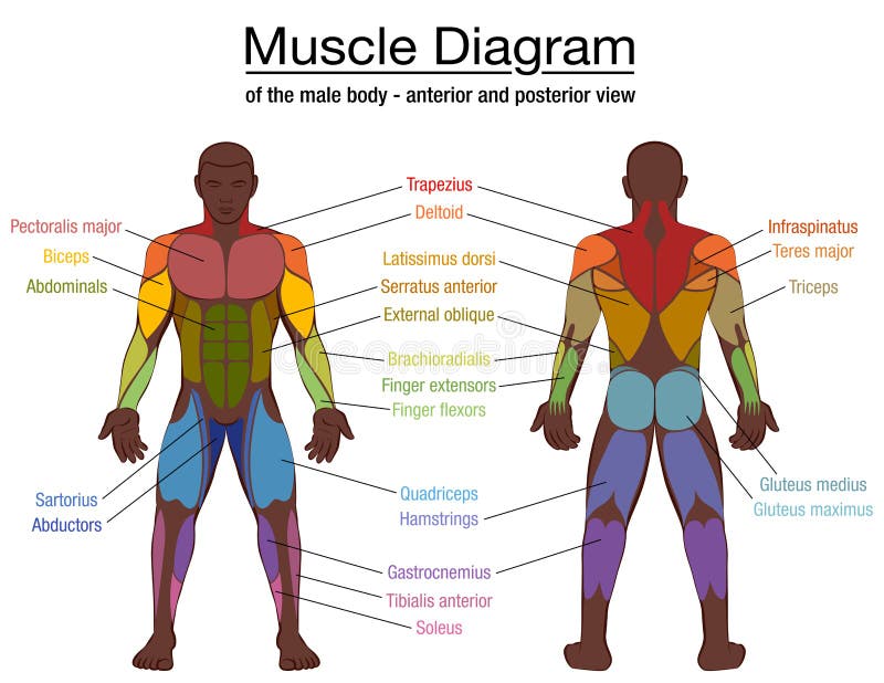 Featured image of post Body Muscle Names : Muscle is a tissue in animal bodies.