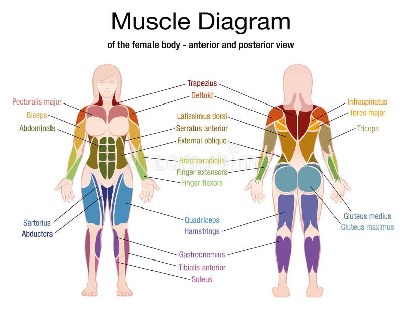 Muscle Diagram German Text Male Body Stock Vector ...