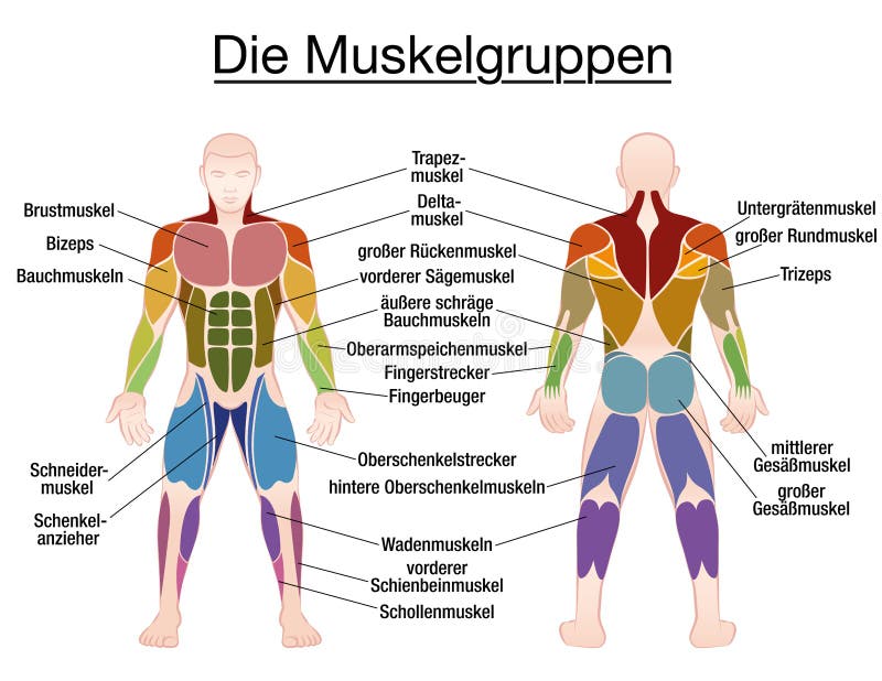 Muscle Diagram German Text Male Body Stock Vector ...