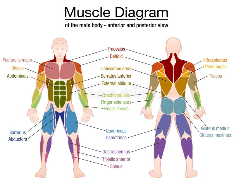 Muscle Diagram Male Body Names Stock Vector - Illustration of