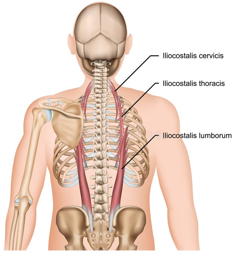 Muscle iliocostalis human back muscles vector illustration royalty free illustration Muscle iliocostalis human back muscles vector illustration royalty free illustration