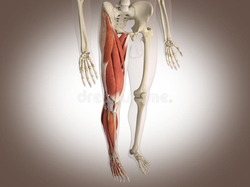Muscle man stock illustration. Illustration of anatomically - 30679879