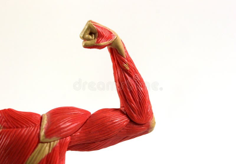 Muscles stock image. Image of flexed, strength, education - 7354363