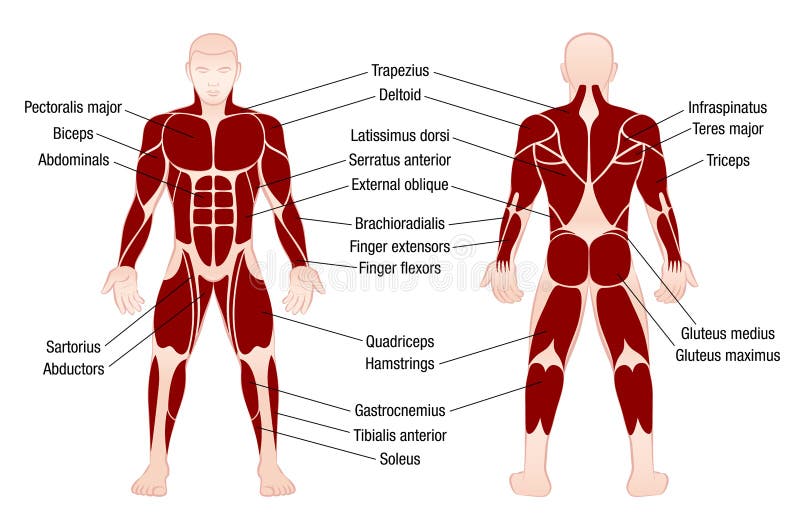 Neck Muscle Chart