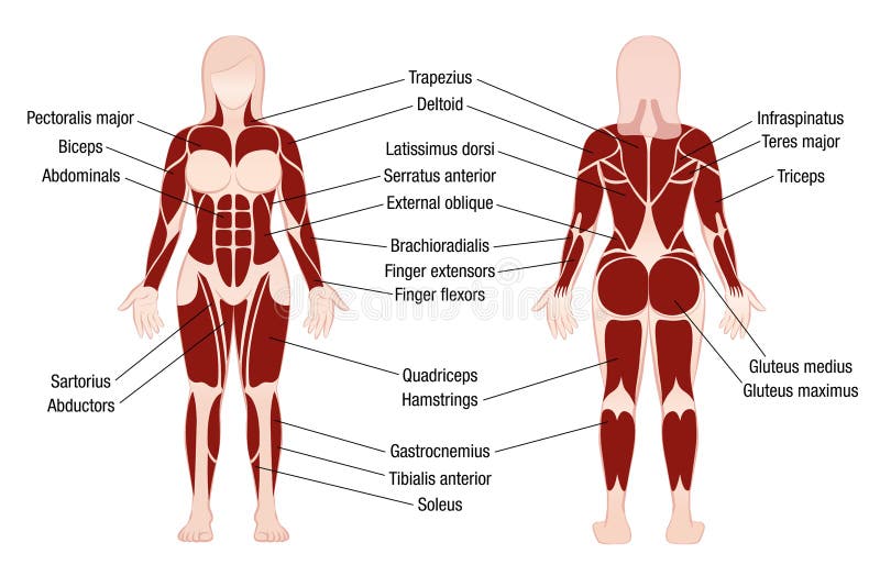 Pin by Bee on Yoga information  Muscle anatomy, Female back muscles, Muscle  diagram