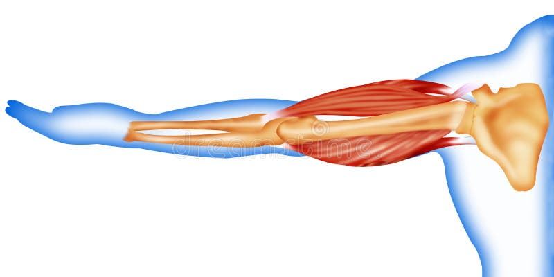 muscles d'os de fuselage illustration stock muscles d'os de fuselage illustration stock