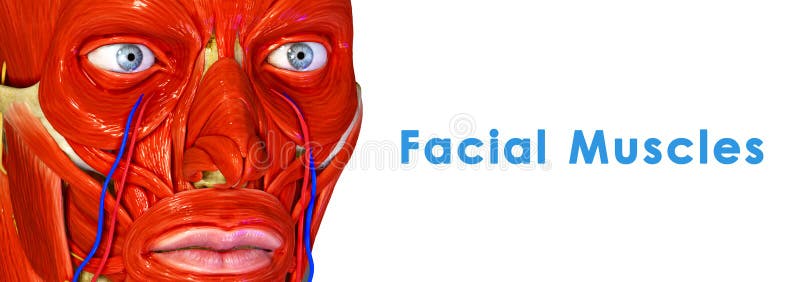 Download Muscles faciaux illustration stock. Illustration du facial - 45367165