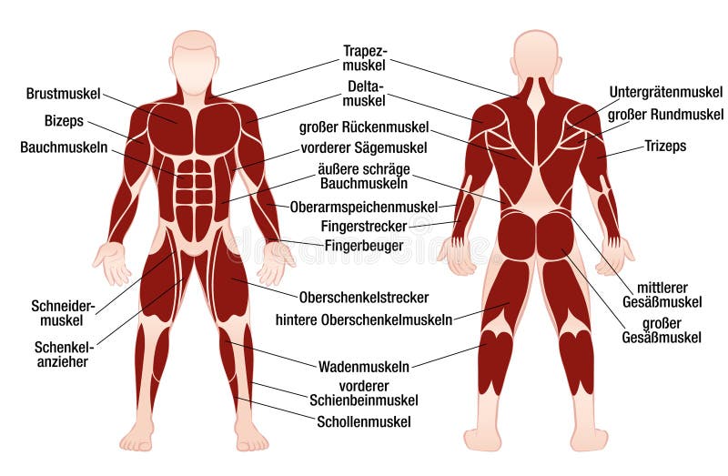 Muscles German Names Chart Muscular Male Body Stock Vector - Illustration of masculine ...