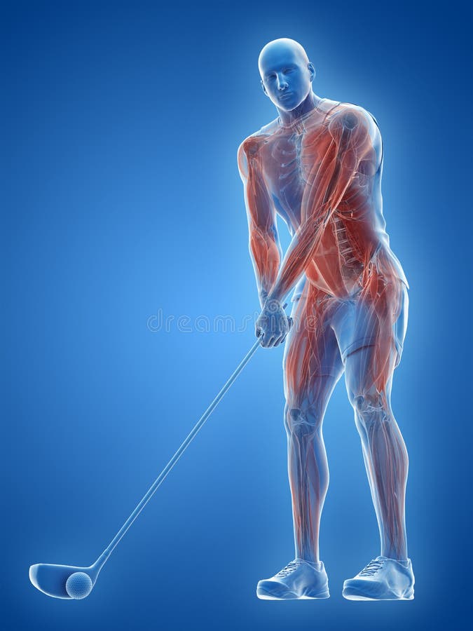 The muscles of a golf player