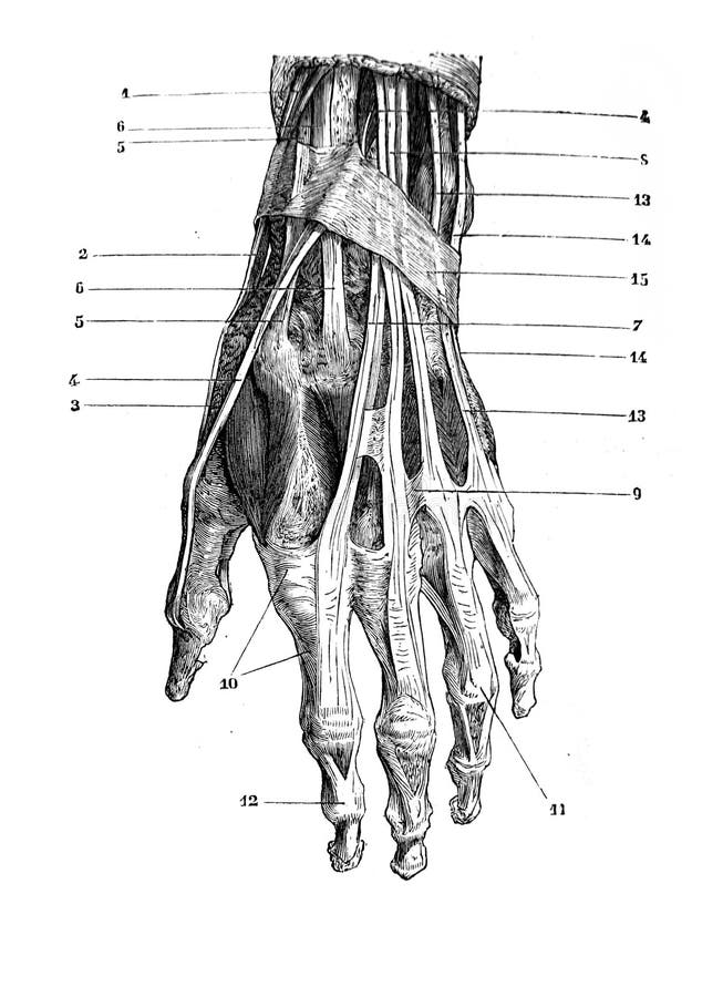 Muscles and Tendons of the Wrist and Back of the Hand in the Old Book D ...
