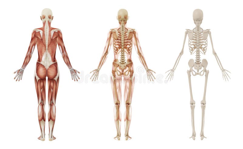 Muscoli e scheletro umani femminili