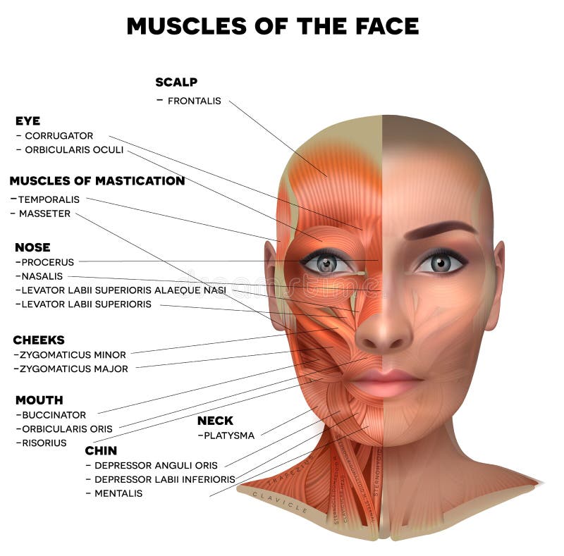 Muscoli facciali della donna