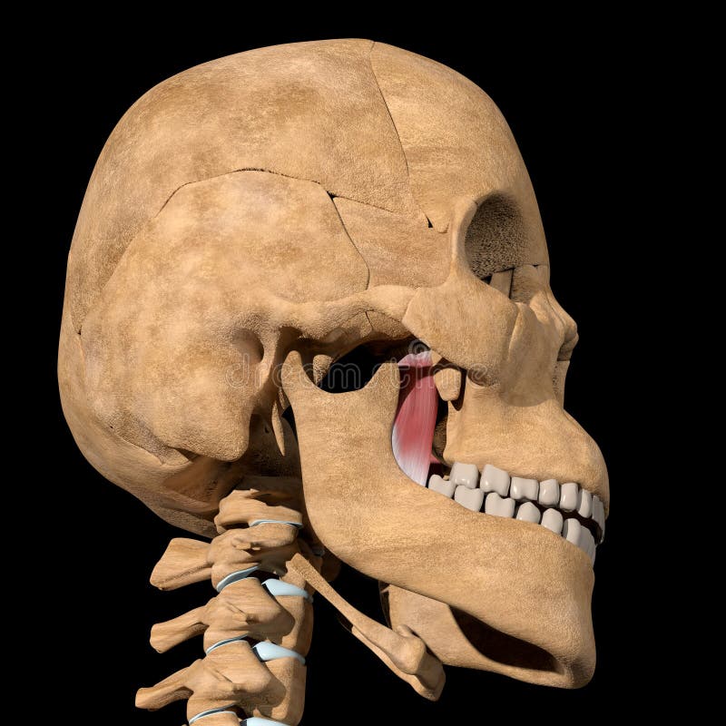 Muscoli pterigoidi umani sullo scheletro