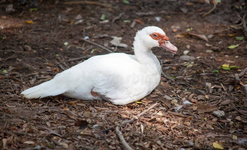 Muscovy blanco imágenes de archivo libres de regalías Muscovy blanco imágenes de archivo libres de regalías