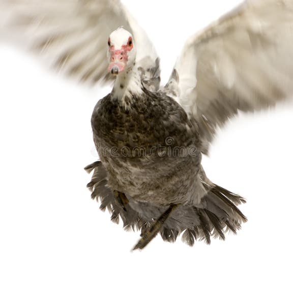 1,345 Female Muscovy Duck Stock Photos - Free & Royalty-Free Stock