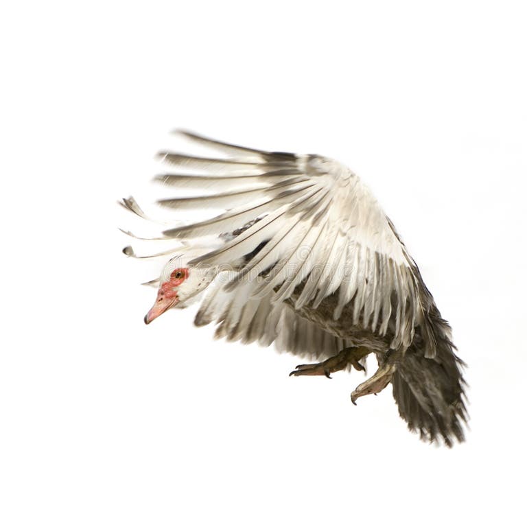 1,345 Female Muscovy Duck Stock Photos - Free & Royalty-Free Stock