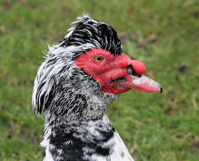 Muscovy Duck