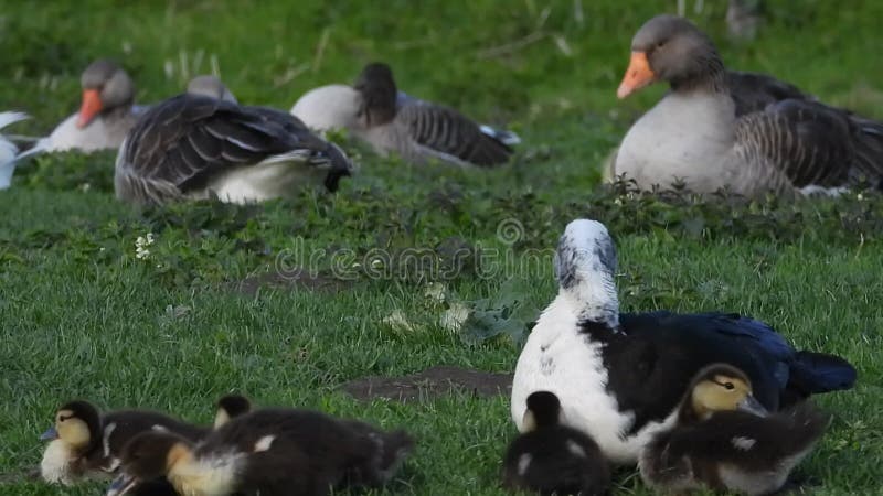 Muscovy duck babies on farmyard stock video footage