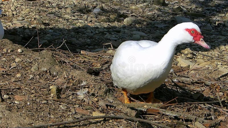 Muscovy duck. Cairina moschata stock video