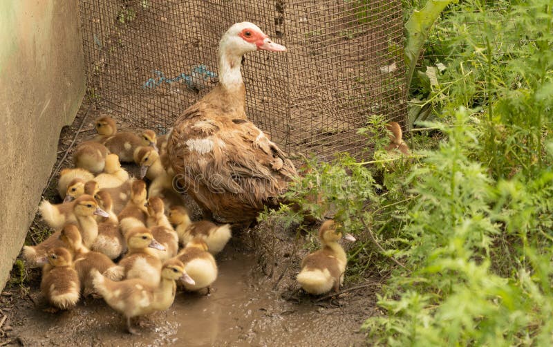 Muscovy Duck Chickens Together with Their Mother Stock Image Image of