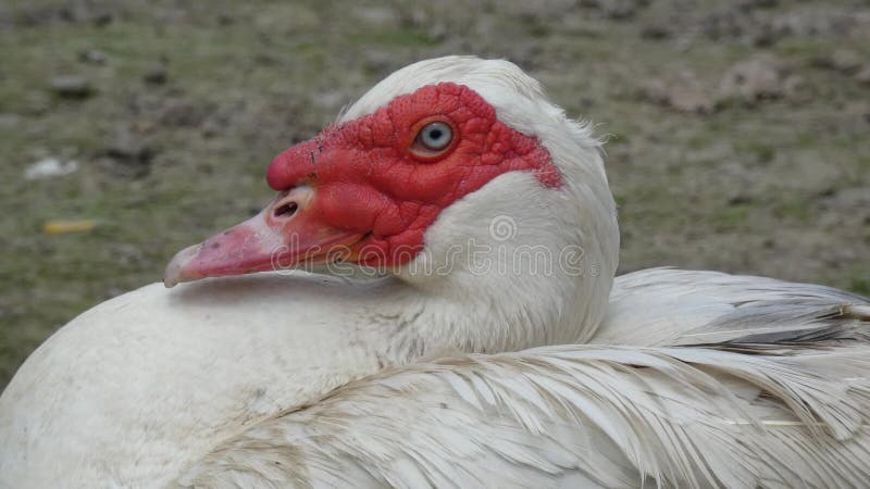 Muscovy Duck Drake stock footage