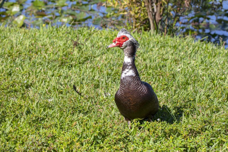 Muscovy Duck on the Grass stock image. Image of feathers 156622529
