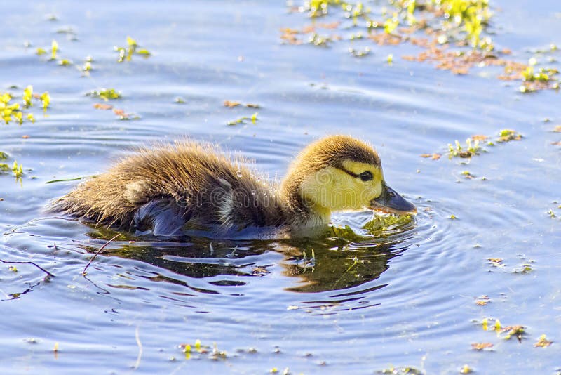 Muscovy Duckling Eating Seaweeds