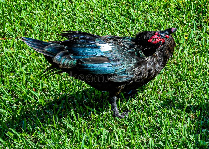 A Muscovy duck with its neck twisted awkwardly looking up at the sky as its colorful iridescence of his feathers shine with the green grass in the background. A Muscovy duck with its neck twisted awkwardly looking up at the sky as its colorful iridescence of his feathers shine with the green grass in the background.