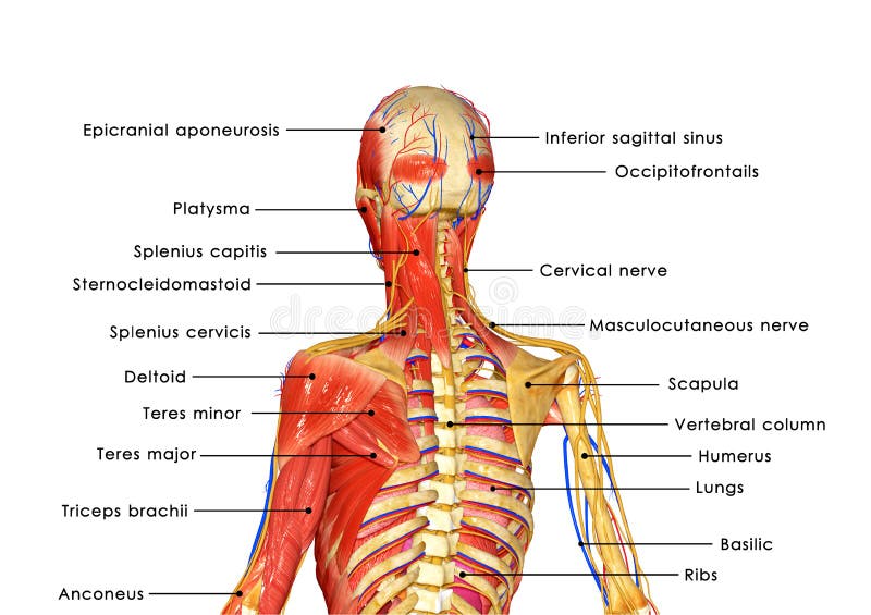 Skeleton labelled stock illustration. Illustration of graphic - 41527284
