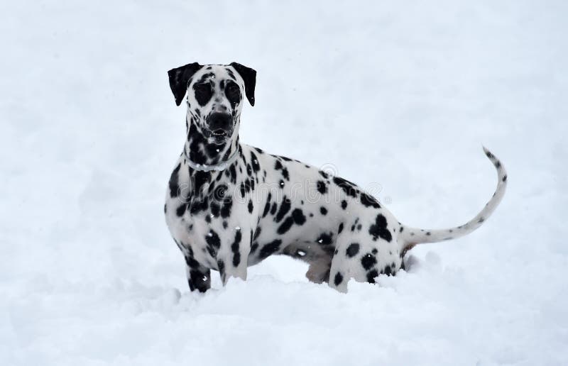 342 Muscular Dalmatian Stock Photos - Free & Royalty-Free Stock Photos ...