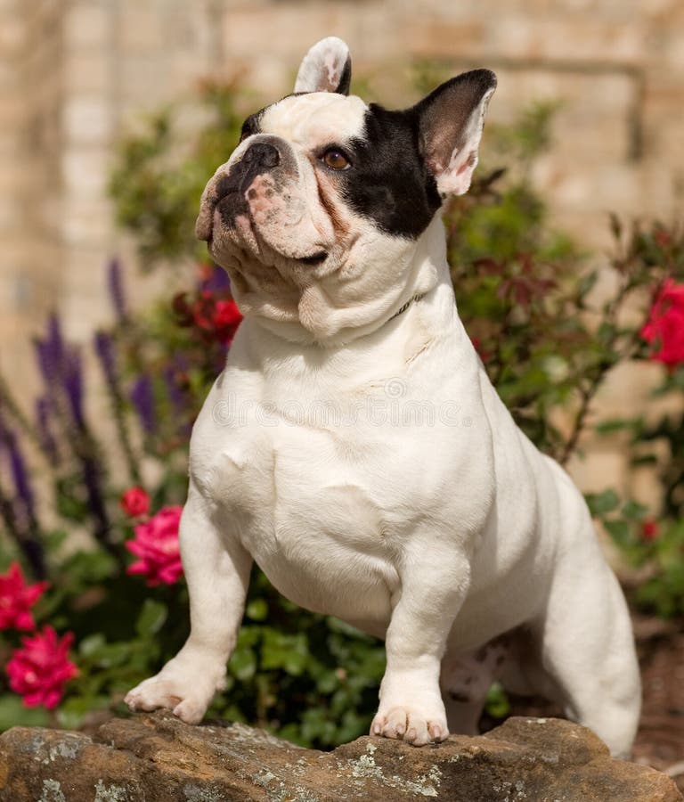 Muscular French Bulldog Looking Up Stock Image Image of
