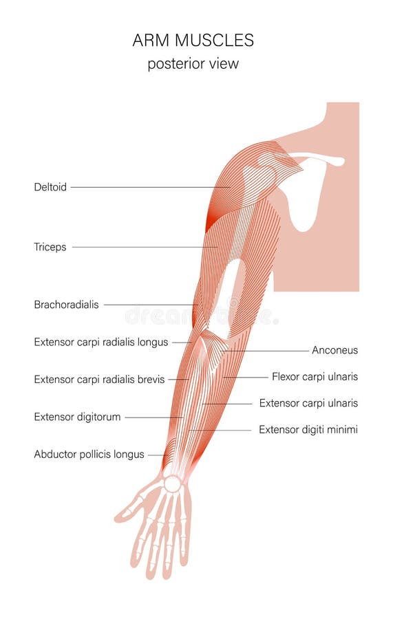 Biceps and triceps anatomy Royalty Free Vector Image