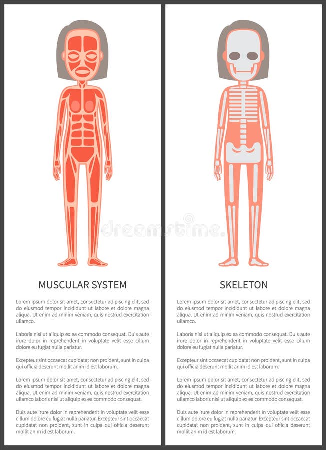 Muscular System and Female Skeleton Colorful Card royalty free illustration Muscular System and Female Skeleton Colorful Card royalty free illustration