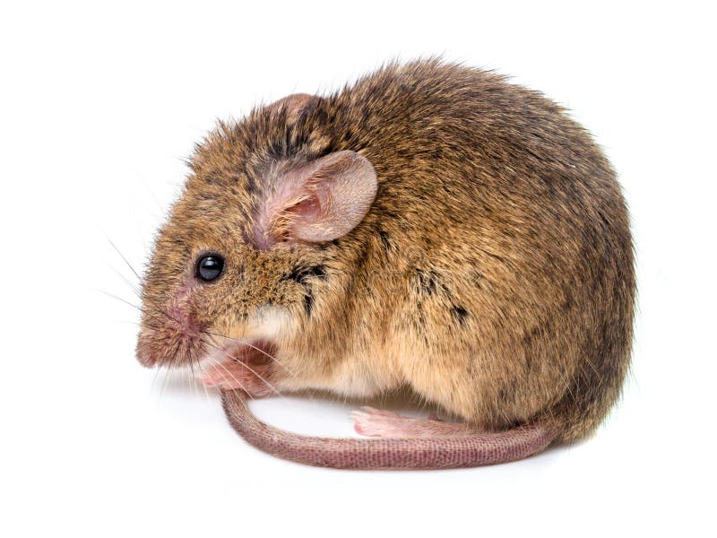Домовая мышь млекопитающее длина. Mus musculus домовая мышь. Лабораторная мышь (mus musculus). Мышь домовая mus musculus черепа. House rodents.
