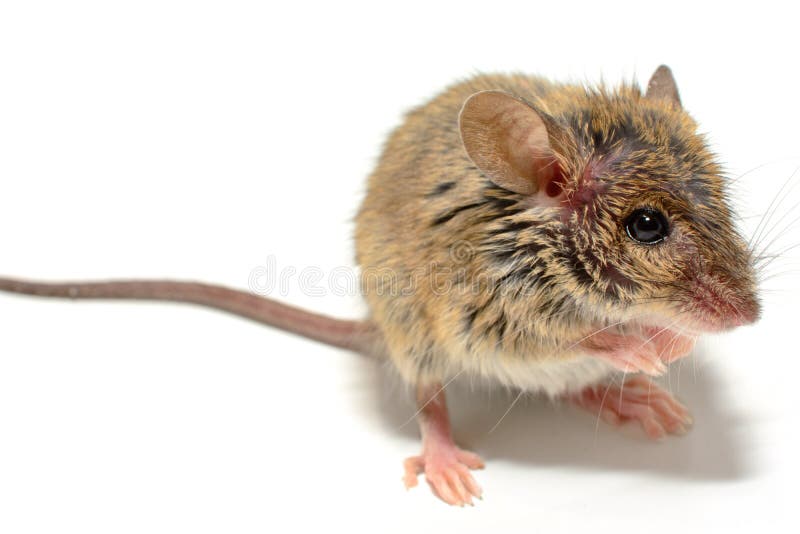 Экспериментатор поместил домовую мышь. Mus musculus белая. Мыши с мышцами. Домовая мышь на руке. Mus musculus (мышь домовая) линия: с57bl/6 лабораторная.