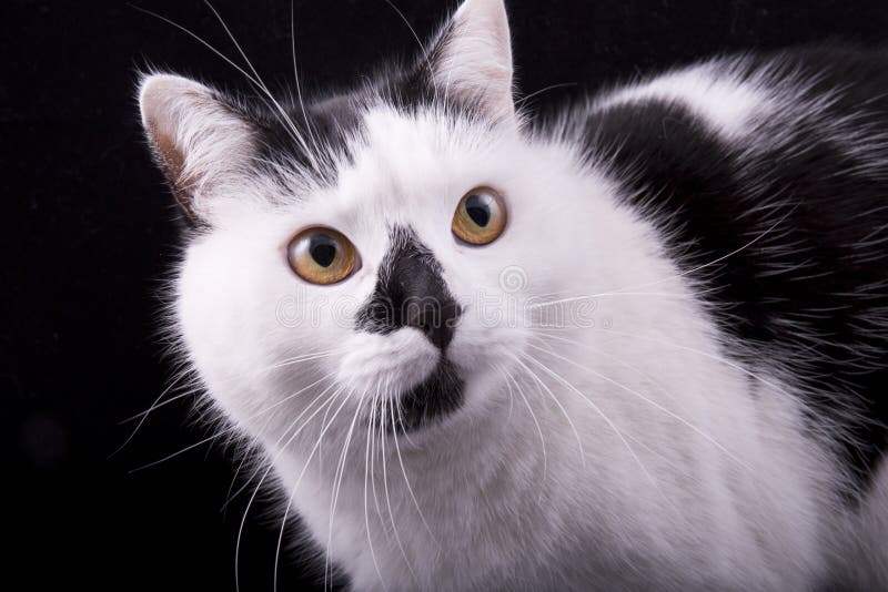 Museau De Plan Rapproche De Chat Blanc Et Noir Photo Stock Image Du Blanc Fermer