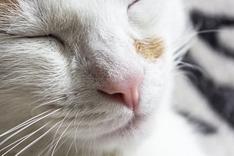 Museau Du Chat Humide De Gingembre Photo Stock Image Du Pelucheux Mignon Museau Du Chat Humide De Gingembre Photo Stock Image Du Pelucheux Mignon