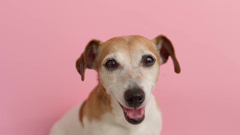 Museau heureux de sourire en pet donnant sur la caméra banque de vidéos