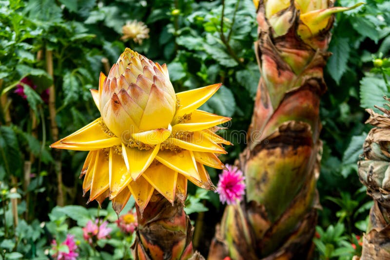 Musella lasiocarpa, known as Chinese dwarf banana, golden lotus banana or Chinese yellow banana, yellow extraordinary flower. On a trunk in Gardens by the Bay royalty free stock images Musella lasiocarpa, known as Chinese dwarf banana, golden lotus banana or Chinese yellow banana, yellow extraordinary flower. On a trunk in Gardens by the Bay royalty free stock images