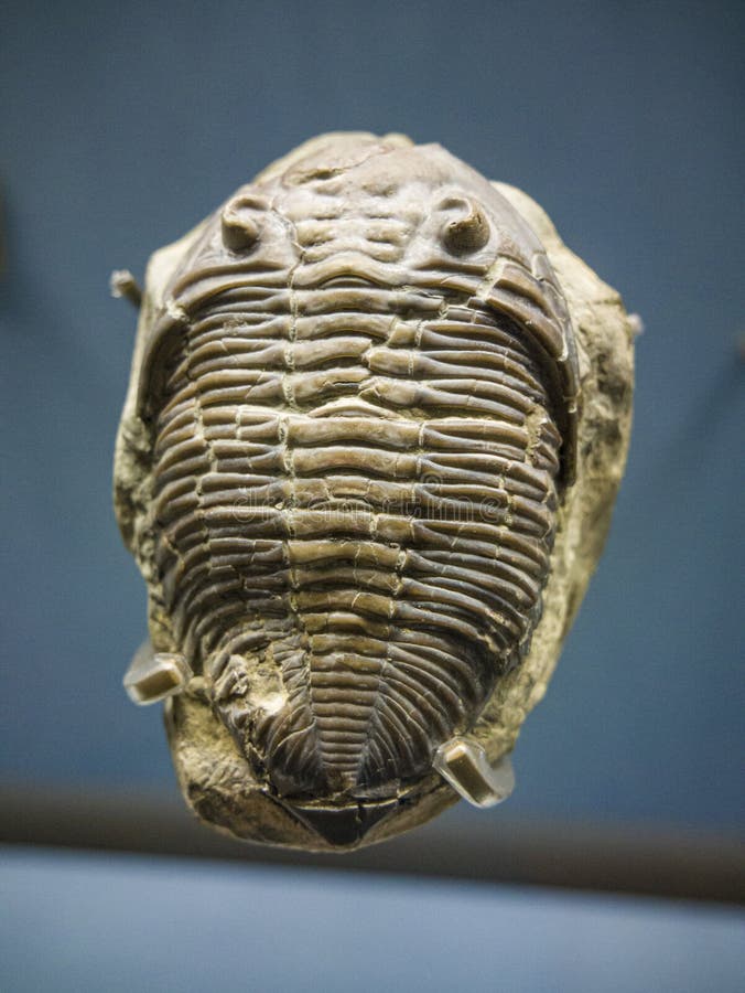 Museo de historia natural trilobita london uk imagen de archivo