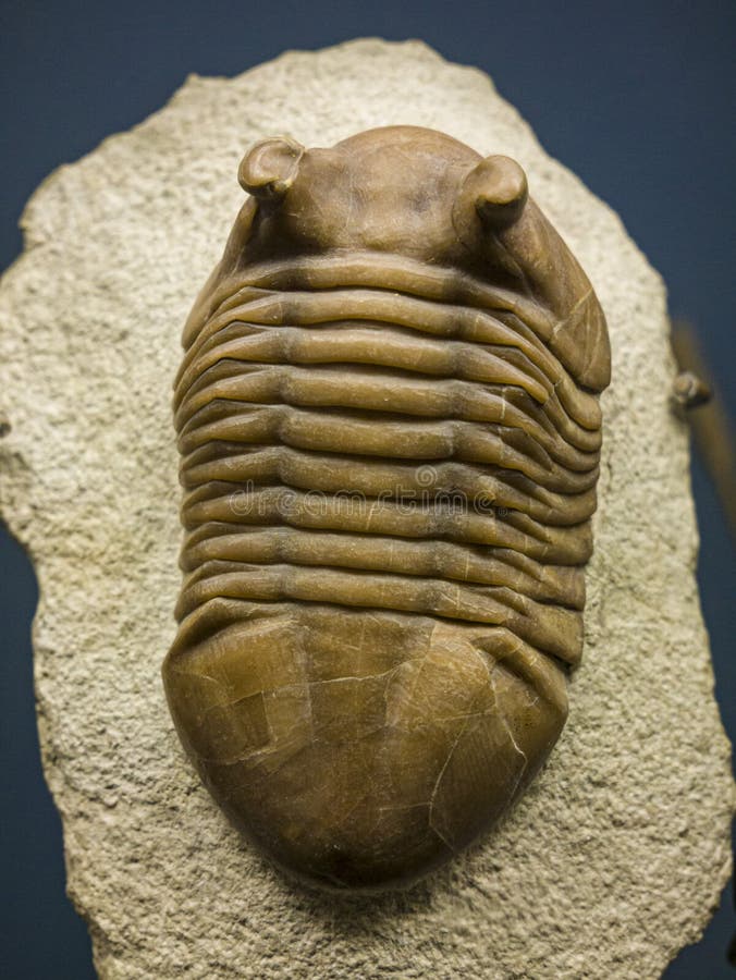 Museo de historia natural trilobita london uk foto de archivo libre de regalías