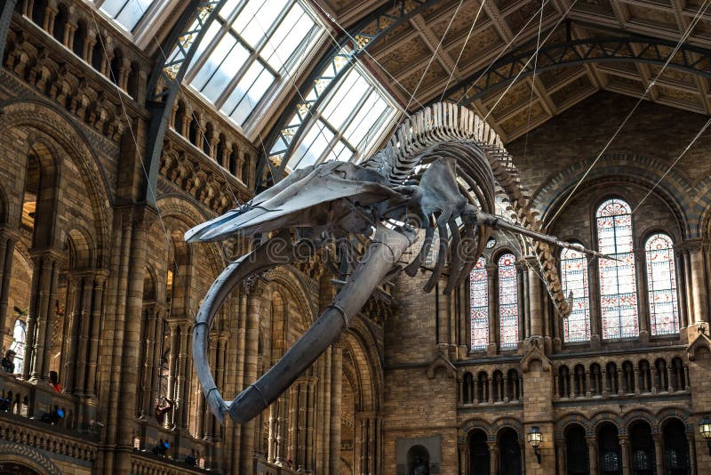 Museo de la historia natural en Londres foto de archivo Museo de la historia natural en Londres foto de archivo