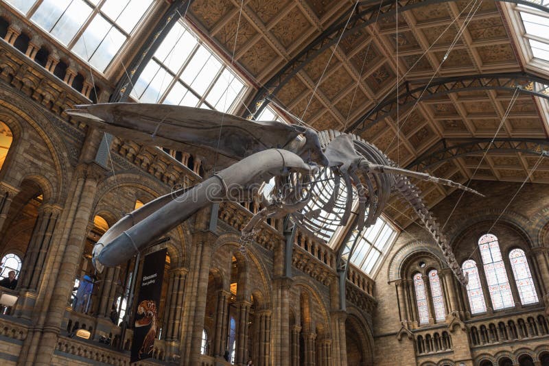 Museo de la historia natural - Londres imágenes de archivo libres de regalías Museo de la historia natural - Londres imágenes de archivo libres de regalías