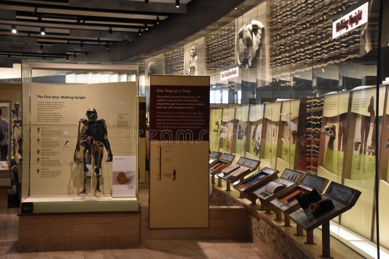 Museo Nacional de Historia Natural en Washington, D. C. foto de archivo