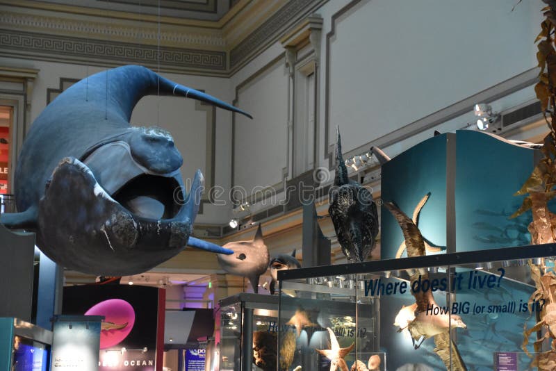 Museo Nacional de Historia Natural en Washington, D. C. fotografía de archivo