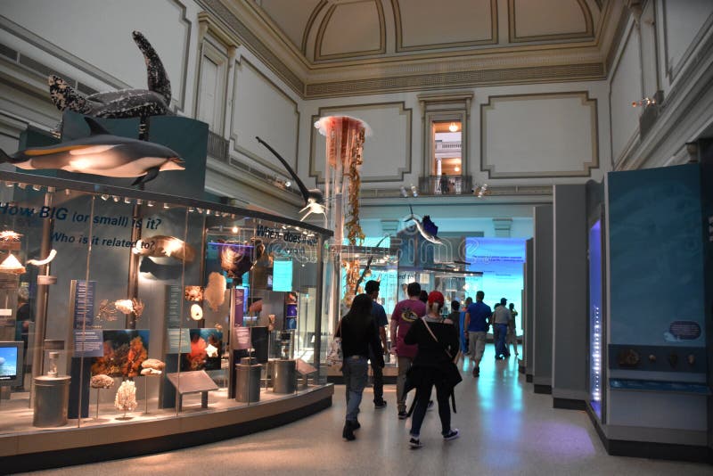 Museo Nacional de Historia Natural en Washington, D. C. imagen de archivo libre de regalías