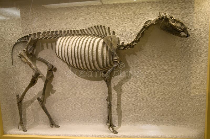 A lot of Ancient animal skeletons were displayed in Harvard museum of natural history. A lot of Ancient animal skeletons were displayed in Harvard museum of natural history.