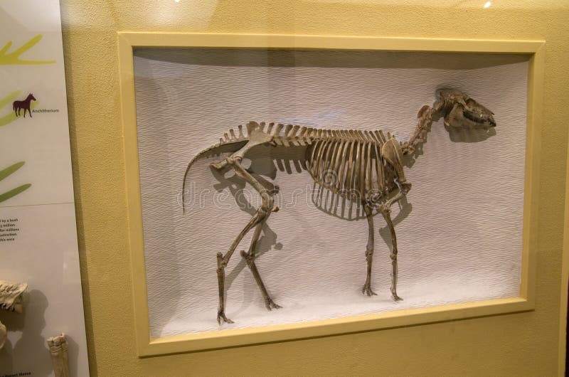 A lot of Ancient animal skeletons were displayed in Harvard museum of natural history. A lot of Ancient animal skeletons were displayed in Harvard museum of natural history.