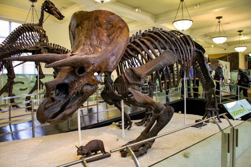 Triceratops horridus dinosaur on display at the New York Museum of Natural History. Triceratops horridus dinosaur on display at the New York Museum of Natural History.